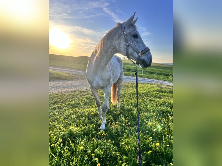 Oldenburger Springpferd Wałach 15 lat 173 cm Siwa w hreczce in Blankenhain