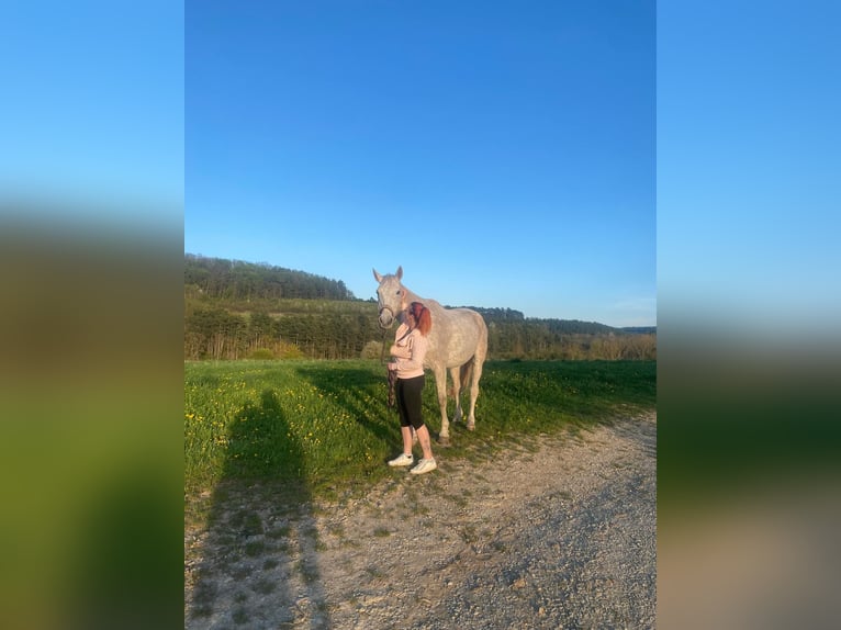 Oldenburger Springpferd Wałach 15 lat 173 cm Siwa w hreczce in Blankenhain