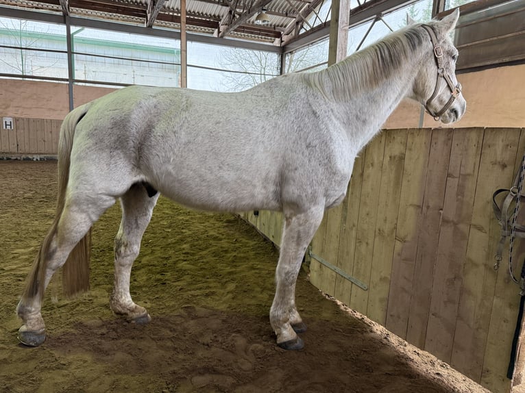 Oldenburger Springpferd Wałach 15 lat 173 cm Siwa w hreczce in Blankenhain