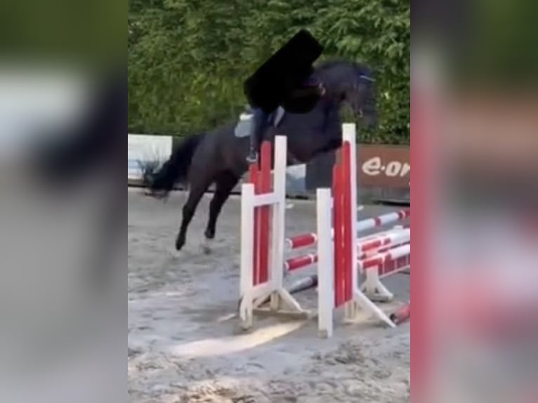 Oldenburger Springpferd Wałach 16 lat 172 cm Kara in BorgentreichBorgentreich