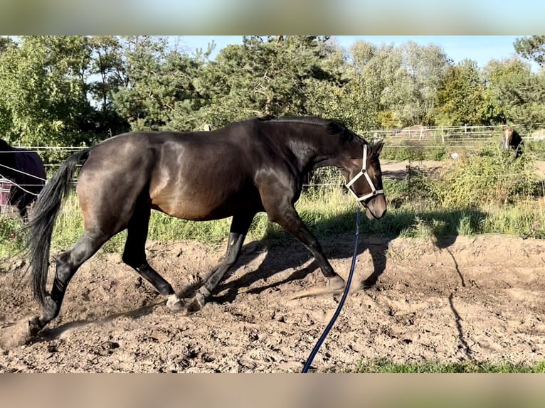 Oldenburger Springpferd Wałach 16 lat 182 cm Ciemnogniada in Mühlenberge