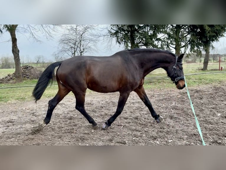 Oldenburger Springpferd Wałach 16 lat 182 cm Ciemnogniada in Mühlenberge