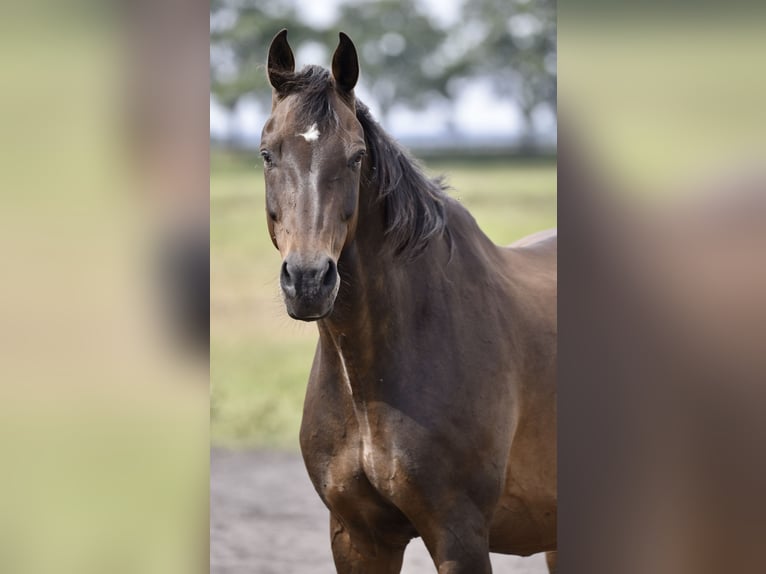 Oldenburger Springpferd Wałach 16 lat 182 cm Ciemnogniada in Mühlenberge