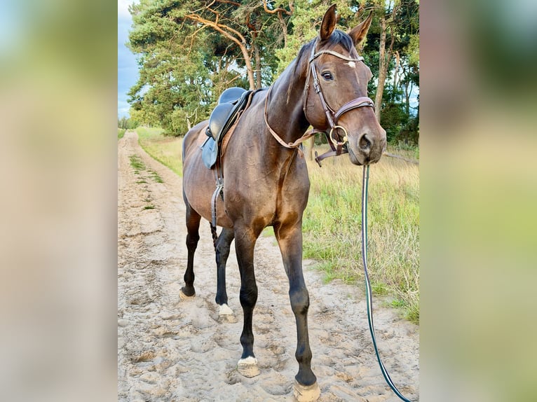 Oldenburger Springpferd Wałach 16 lat 183 cm Gniada in Hönow