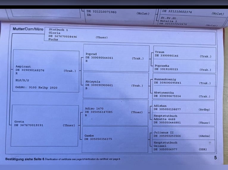 Oldenburger Springpferd Wałach 17 lat 167 cm Jasnogniada in Berndorf