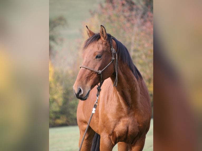 Oldenburger Springpferd Wałach 18 lat 167 cm Jasnogniada in Berndorf