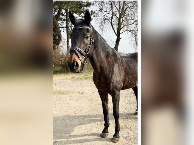 Oldenburger Springpferd Wałach 18 lat 174 cm Ciemnogniada in Pelmberg