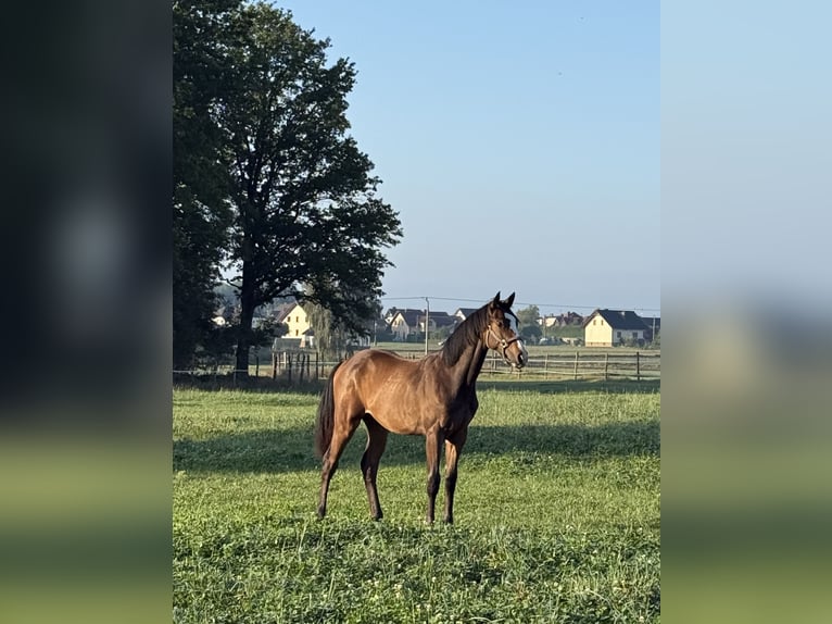 Oldenburger Springpferd Wałach 1 Rok 157 cm Gniada in Suszec