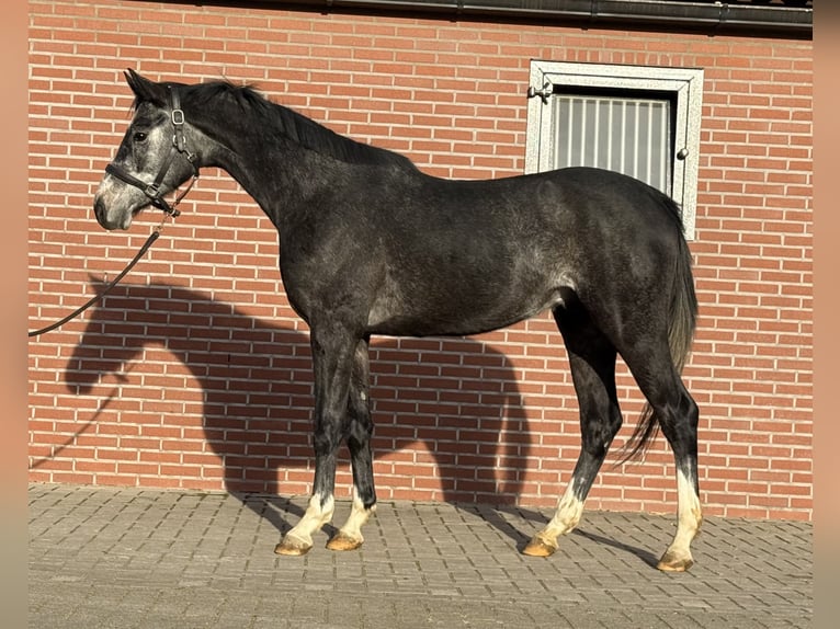 Oldenburger Springpferd Wałach 2 lat 158 cm Siwa in Zieuwent