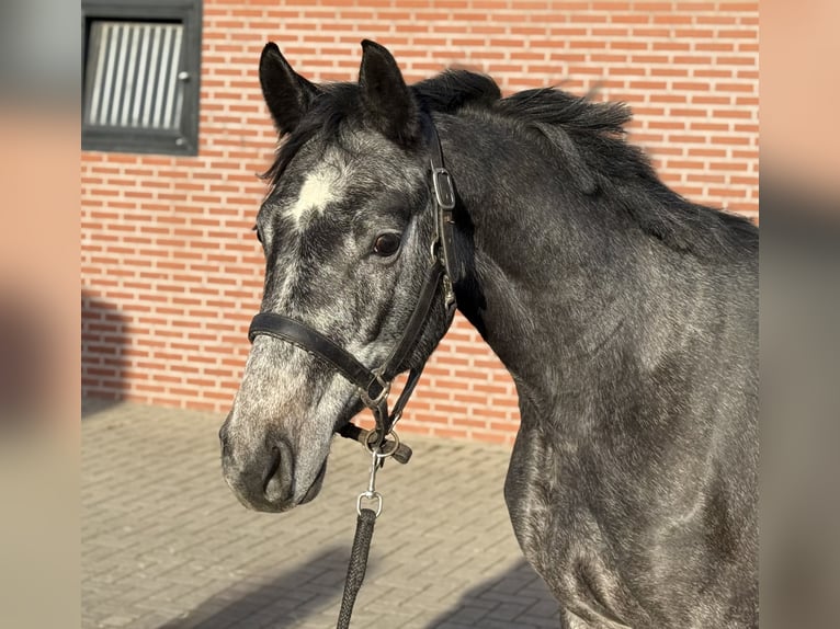 Oldenburger Springpferd Wałach 2 lat 158 cm Siwa in Zieuwent