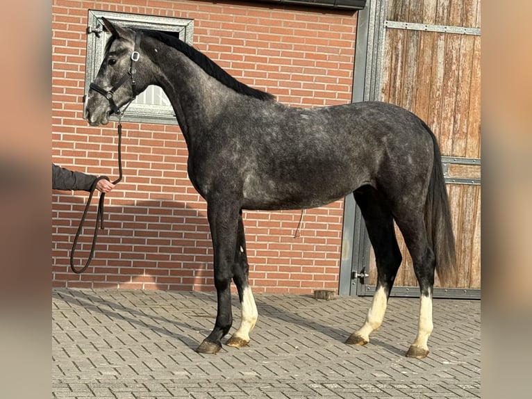 Oldenburger Springpferd Wałach 2 lat 170 cm Siwa in Zieuwent