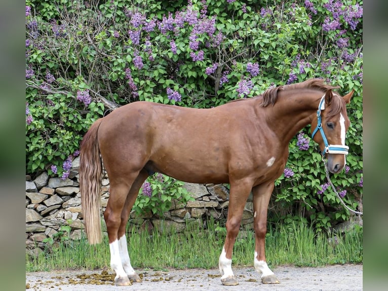 Oldenburger Springpferd Wałach 3 lat 165 cm Kasztanowata in GlaubitzNünchritz