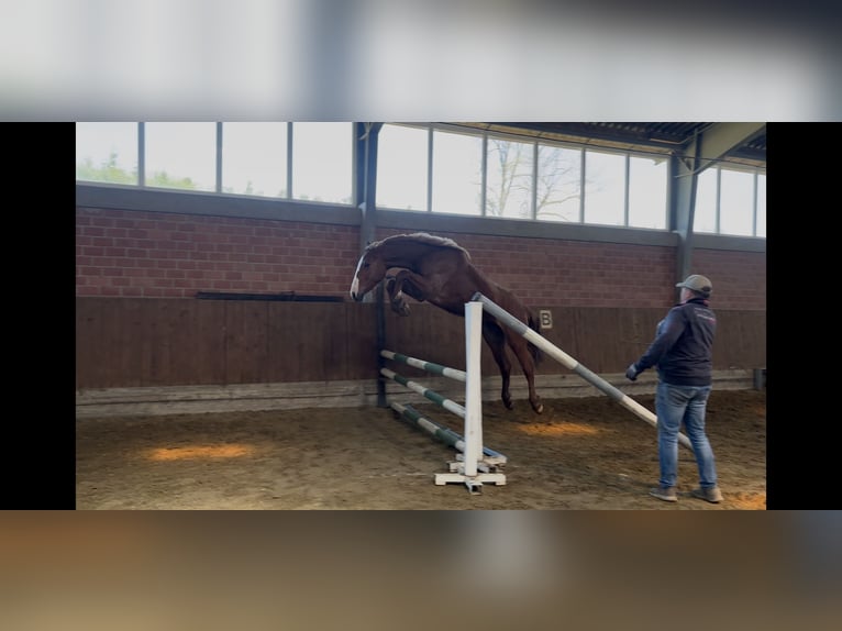 Oldenburger Springpferd Wałach 3 lat 166 cm Kasztanowata in Osnabrück