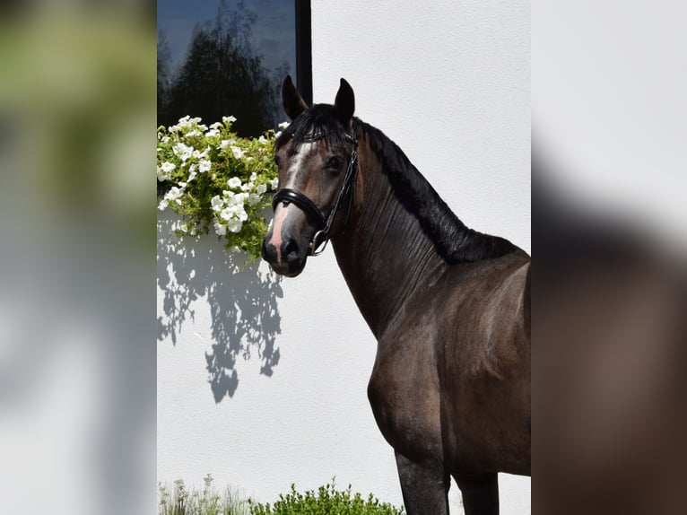 Oldenburger Springpferd Wałach 3 lat 166 cm Może być siwy in Wysin