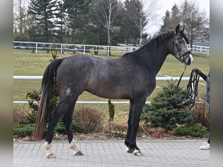 Oldenburger Springpferd Wałach 3 lat 166 cm Może być siwy in Wysin