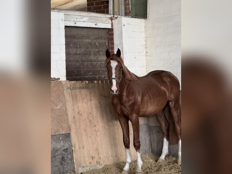 Oldenburger Springpferd Wałach 3 lat 167 cm Kasztanowata in Versmold