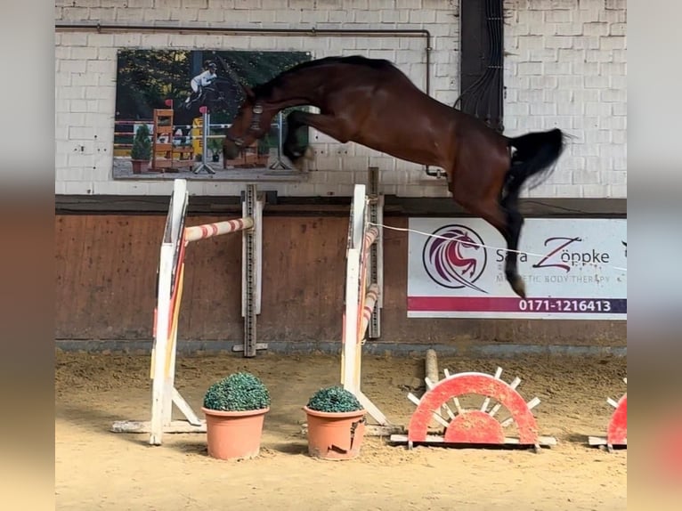 Oldenburger Springpferd Wałach 3 lat 168 cm Gniada in Schermbeck