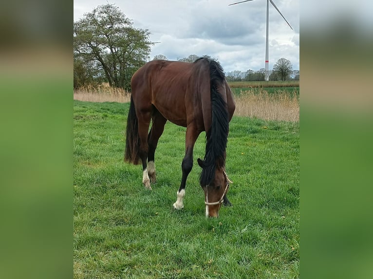 Oldenburger Springpferd Wałach 3 lat 169 cm Gniada in Parchim