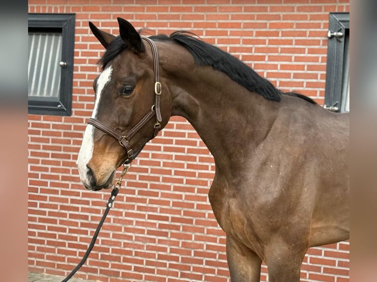 Oldenburger Springpferd Wałach 3 lat 170 cm  in GROTE-BROGEL