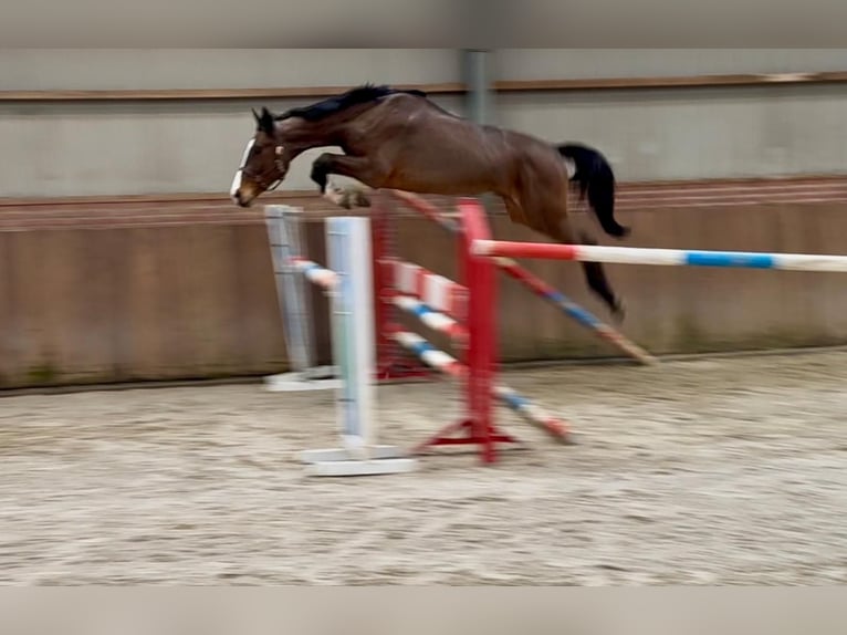Oldenburger Springpferd Wałach 3 lat 170 cm  in GROTE-BROGEL