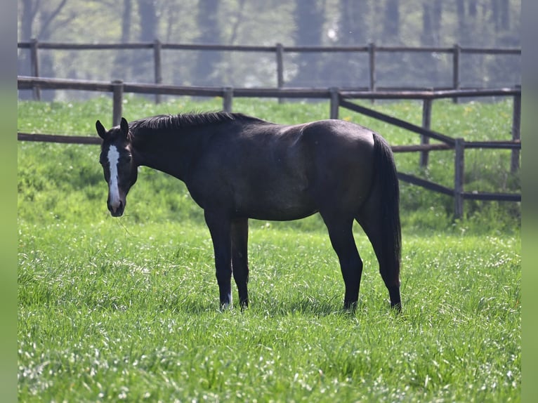 Oldenburger Springpferd Wałach 3 lat 175 cm Siwa in Sonnental