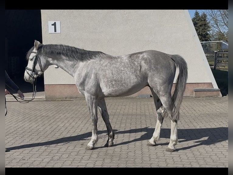 Oldenburger Springpferd Wałach 4 lat 160 cm Siwa in Staven