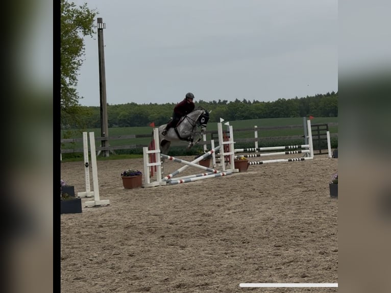 Oldenburger Springpferd Wałach 4 lat 160 cm Siwa in Staven