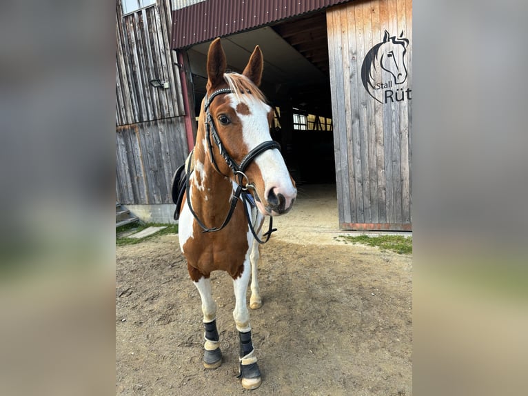 Oldenburger Springpferd Wałach 4 lat 162 cm Srokata in Schlatt ZH