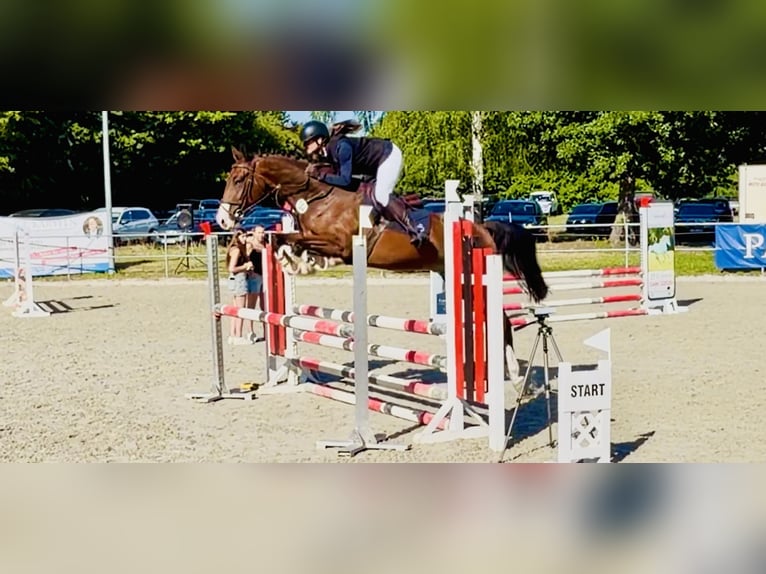 Oldenburger Springpferd Wałach 4 lat 163 cm Gniada in Celle