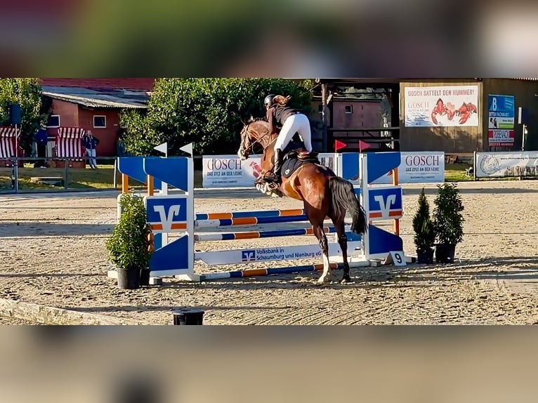 Oldenburger Springpferd Wałach 4 lat 163 cm Gniada in Celle