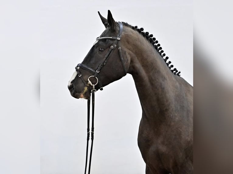 Oldenburger Springpferd Wałach 4 lat 167 cm Kara in GŁUBCZYN