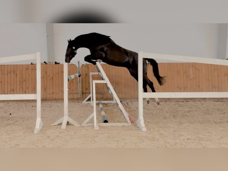 Oldenburger Springpferd Wałach 4 lat 167 cm Kara in GŁUBCZYN