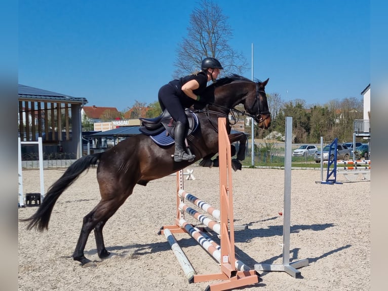 Oldenburger Springpferd Wałach 4 lat 168 cm Ciemnogniada in Neupotz