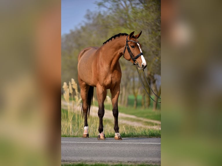 Oldenburger Springpferd Wałach 4 lat 169 cm Gniada in Szarvas