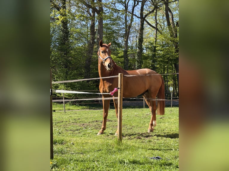 Oldenburger Springpferd Wałach 4 lat 169 cm Kasztanowata in BramscheBramsche