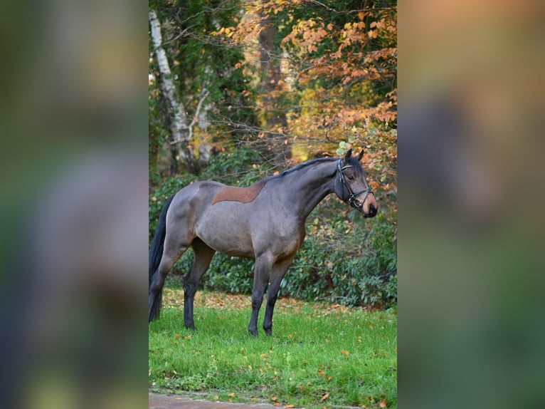 Oldenburger Springpferd Wałach 4 lat 170 cm Gniada in Essen (Oldenburg)
