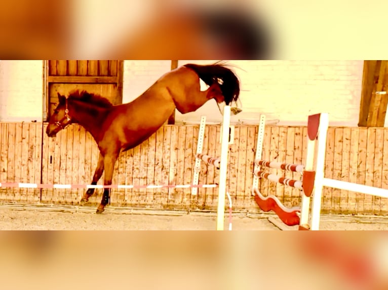 Oldenburger Springpferd Wałach 4 lat 170 cm Kasztanowata in Celle