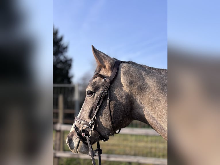 Oldenburger Springpferd Wałach 4 lat 170 cm Może być siwy in Limburg an der Lahn