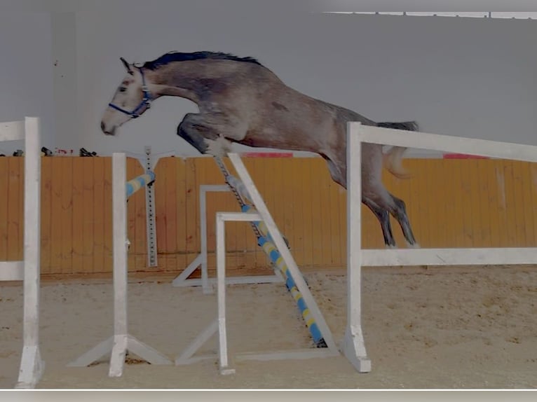 Oldenburger Springpferd Wałach 4 lat 170 cm Siwa in GŁUBCZYN