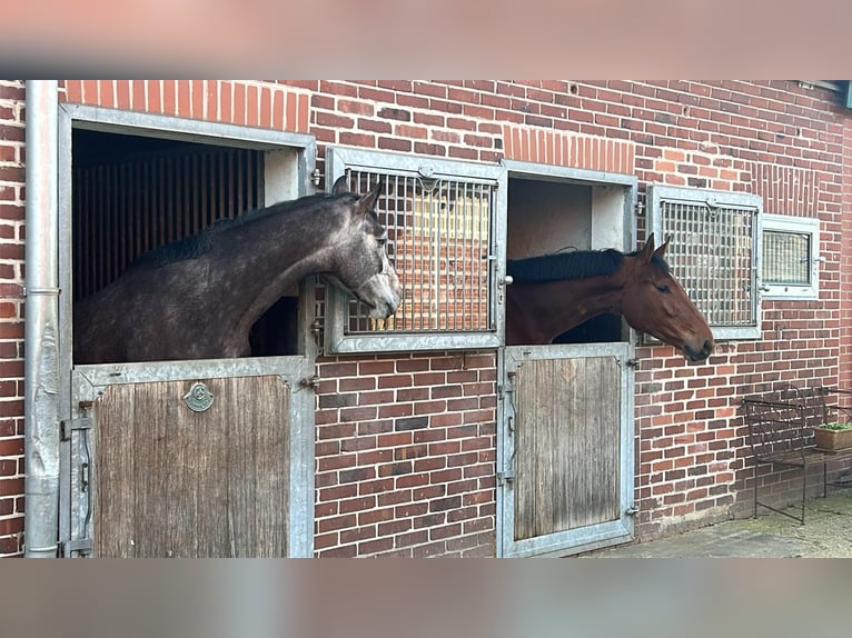 Oldenburger Springpferd Wałach 4 lat 170 cm Siwa in Nortrup