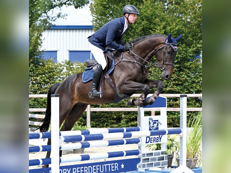 Oldenburger Springpferd Wałach 4 lat 170 cm Skarogniada in Vechta