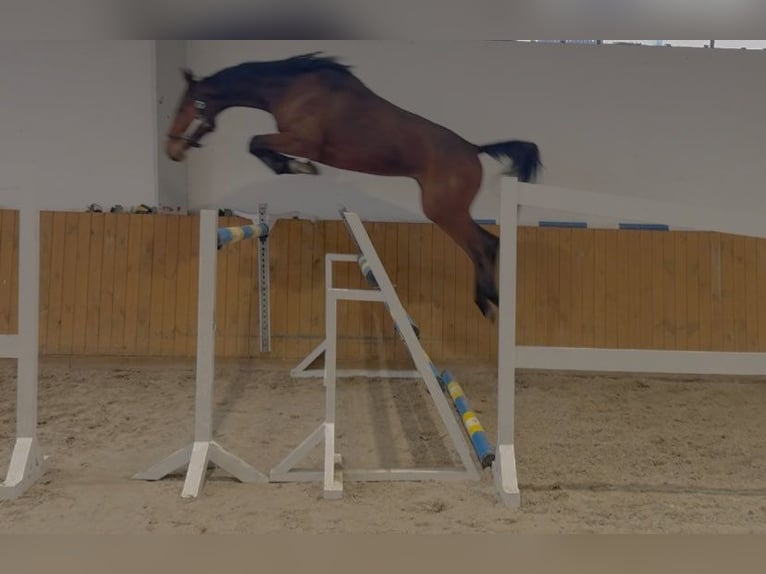Oldenburger Springpferd Wałach 4 lat 172 cm Gniada in GŁUBCZYN