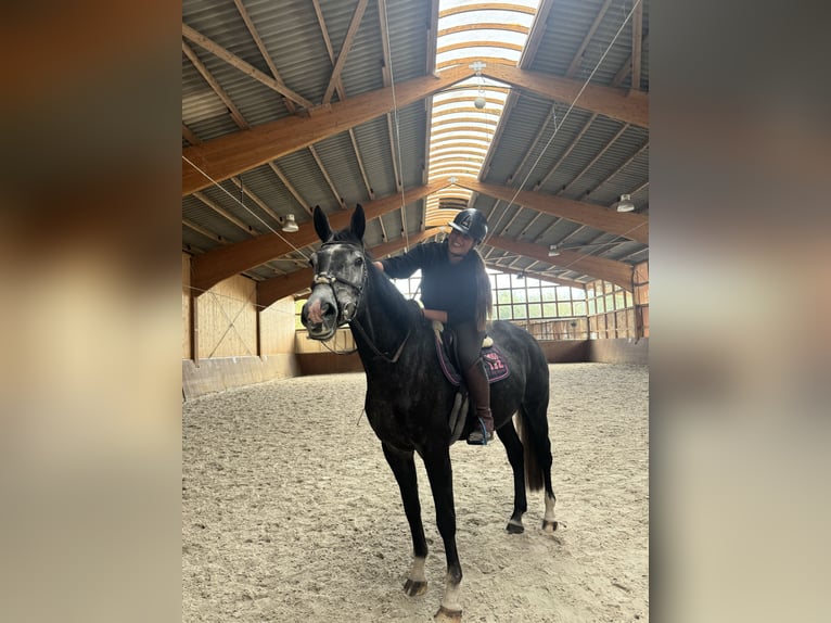 Oldenburger Springpferd Wałach 4 lat 174 cm Karosiwa in Gifhorn