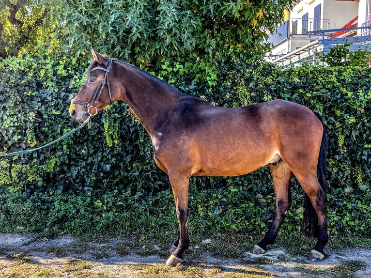 Oldenburger Springpferd Wałach 5 lat 160 cm Gniada in Oberursel