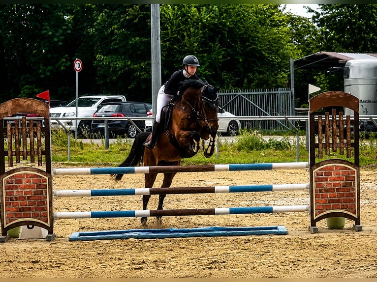 Oldenburger Springpferd Wałach 5 lat 160 cm Gniada in Oberursel