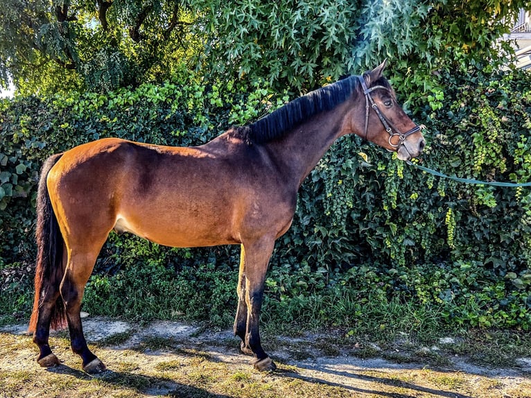 Oldenburger Springpferd Wałach 5 lat 160 cm Gniada in Oberursel