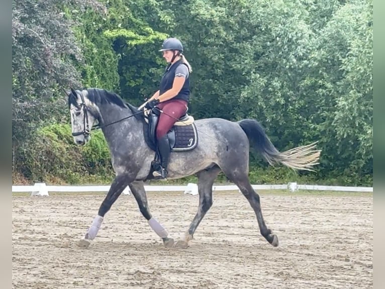 Oldenburger Springpferd Wałach 5 lat 160 cm Siwa in Ludwigshafen am Rhein