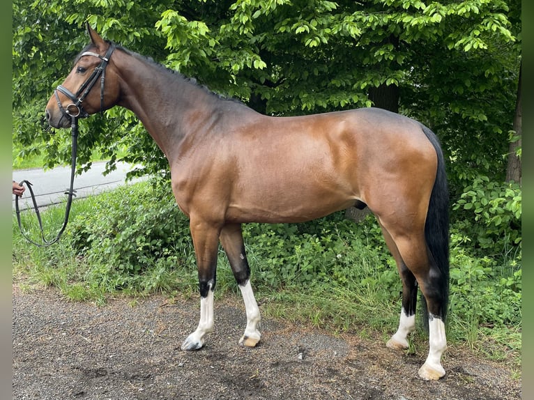 Oldenburger Springpferd Wałach 5 lat 161 cm Gniada in Overath