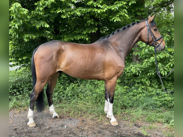 Oldenburger Springpferd Wałach 5 lat 161 cm Gniada in Overath