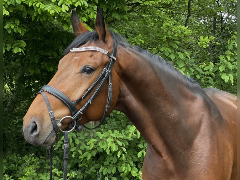 Oldenburger Springpferd Wałach 5 lat 161 cm Gniada in Overath